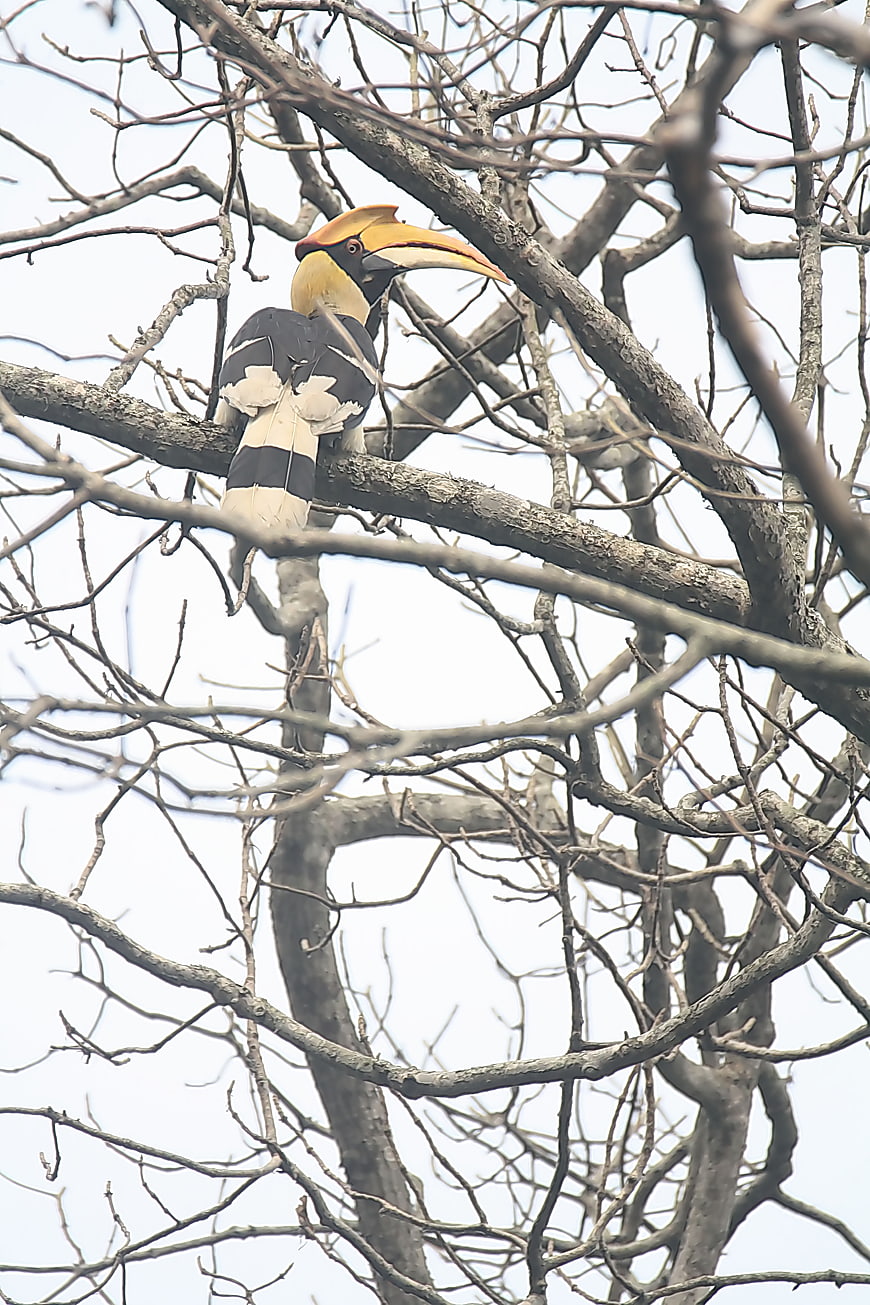 Great Hornbill perched on bare tree branches