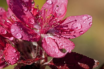 Macro photography of pink crab apple blossom with water droplets