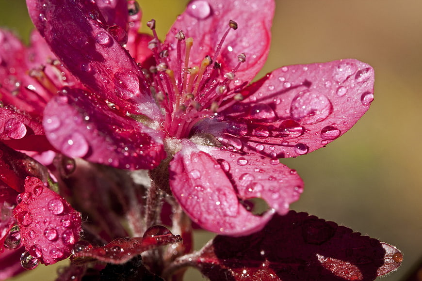Macro photography of pink crab apple blossom with water droplets