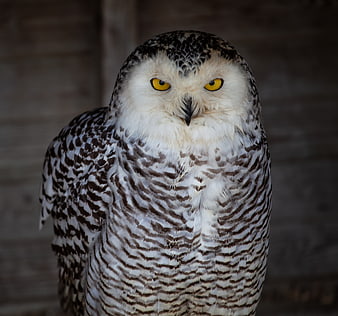 Close-up portrait of a snowy owl with intense yellow eyes