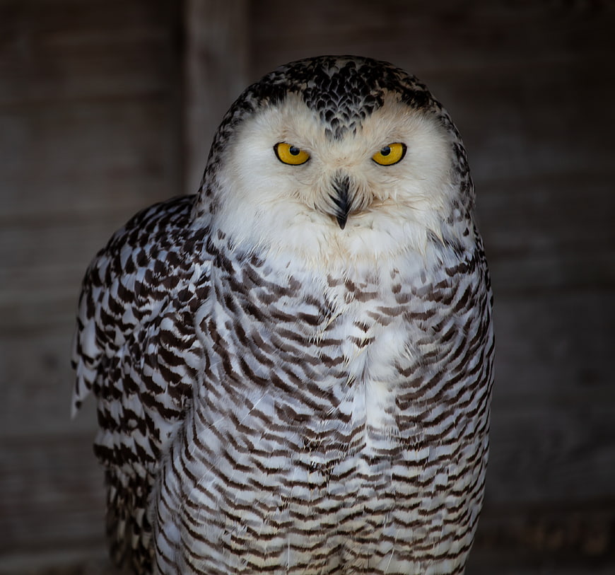 Close-up portrait of a snowy owl with intense yellow eyes