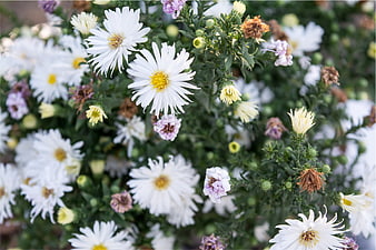 White Asters with Yellow Centers in Garden