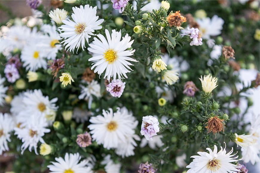 White Asters with Yellow Centers in Garden