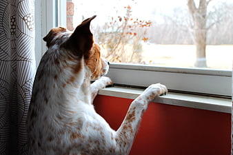 Speckled dog looking out window with paws on sill