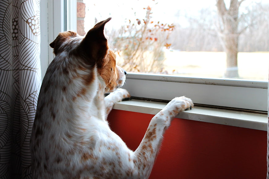 Speckled dog looking out window with paws on sill