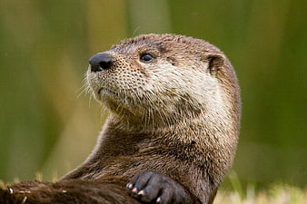 Close-up portrait of a brown otter with detailed fur texture