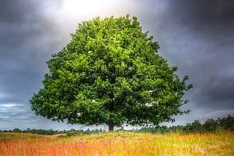 Lone Oak Tree in Field Under Dramatic Stormy Sky