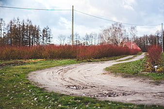 Winding dirt road through rural landscape with red bushes