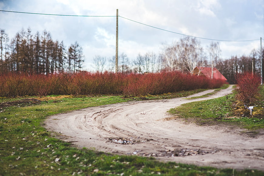 Winding dirt road through rural landscape with red bushes