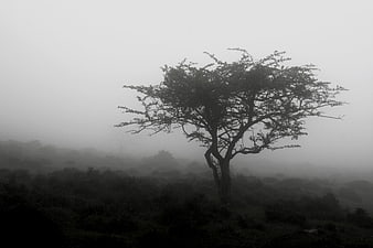 Solitary tree silhouette in foggy black and white landscape