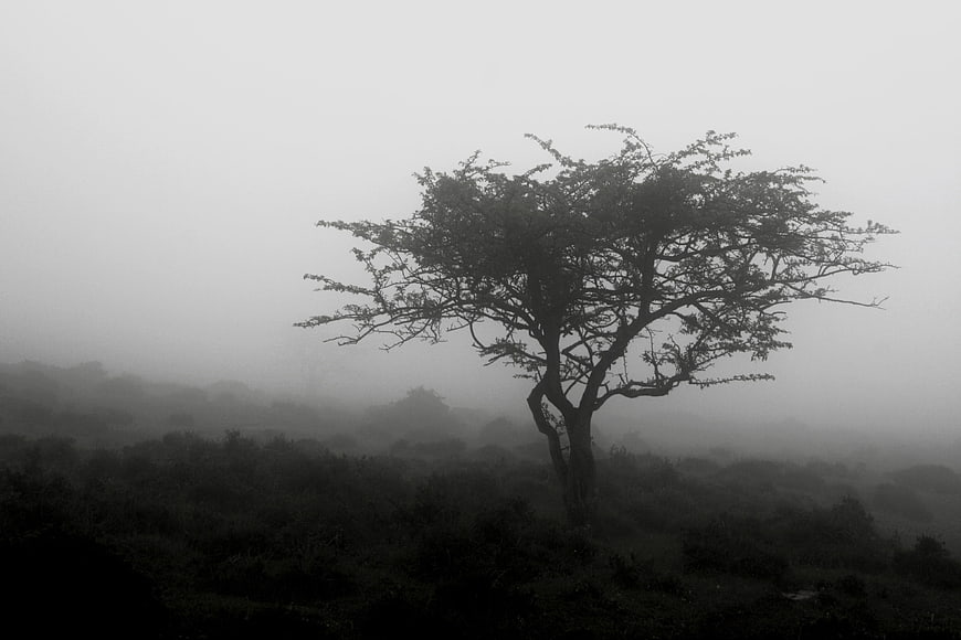 Solitary tree silhouette in foggy black and white landscape