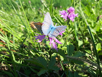 Blue butterfly on purple wildflower in sunny meadow