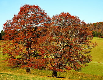 Two large oak trees with vibrant red autumn leaves in a green meadow