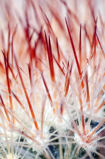 Macro Close-Up of Cactus Spines with Red Tips