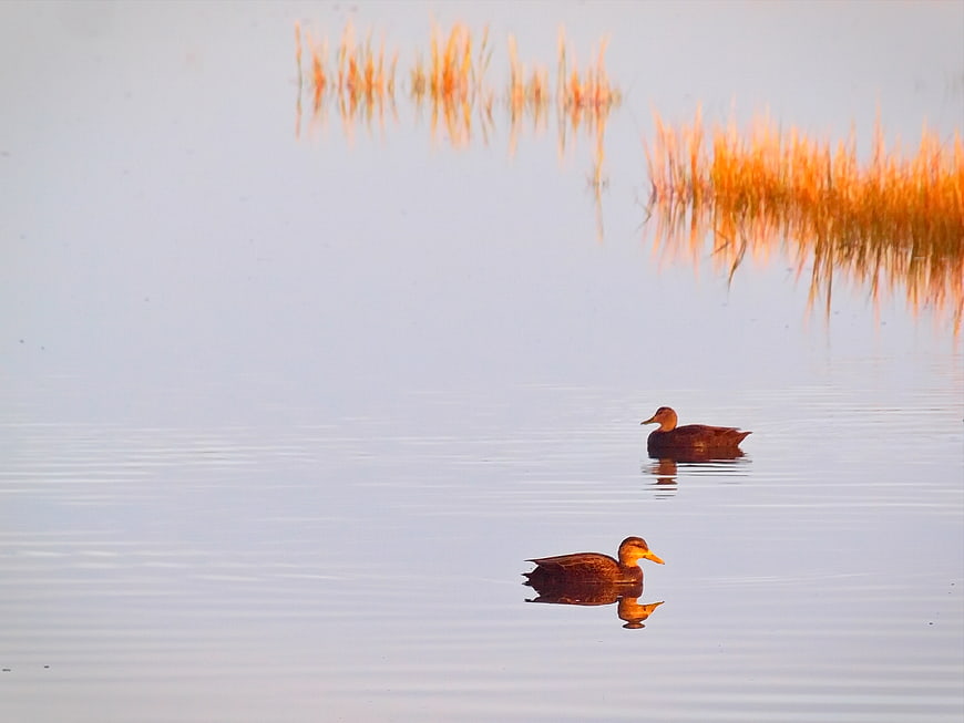 Two ducks swimming in calm lake water with golden reeds
