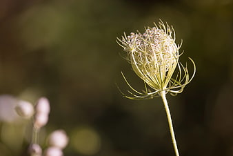 Close-up of Queen Anne's Lace Flower Head