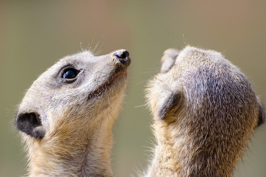 Close-up of Two Meerkats Looking Up in the Wild