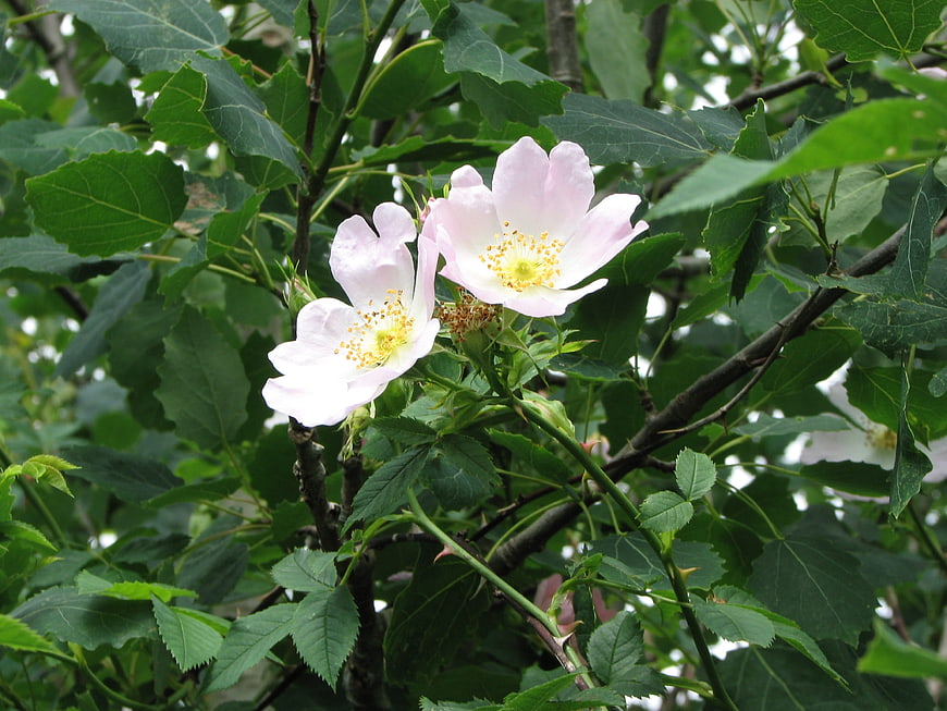 Pale Pink Wild Rose Blooms in Green Foliage