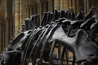 Dinosaur Skeleton Spine in Museum Hall