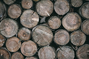 Stacked Wood Logs with Visible Tree Rings and Texture