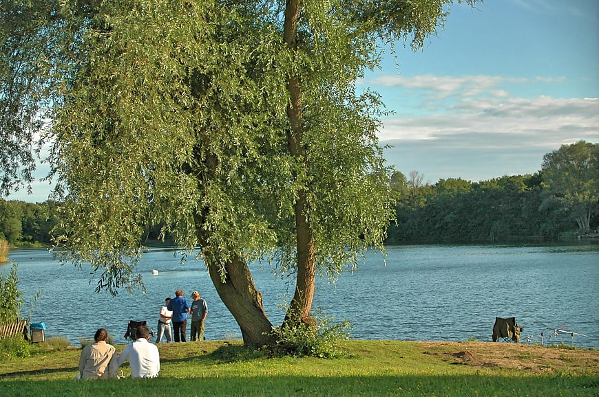 People relaxing by a lake under a large willow tree
