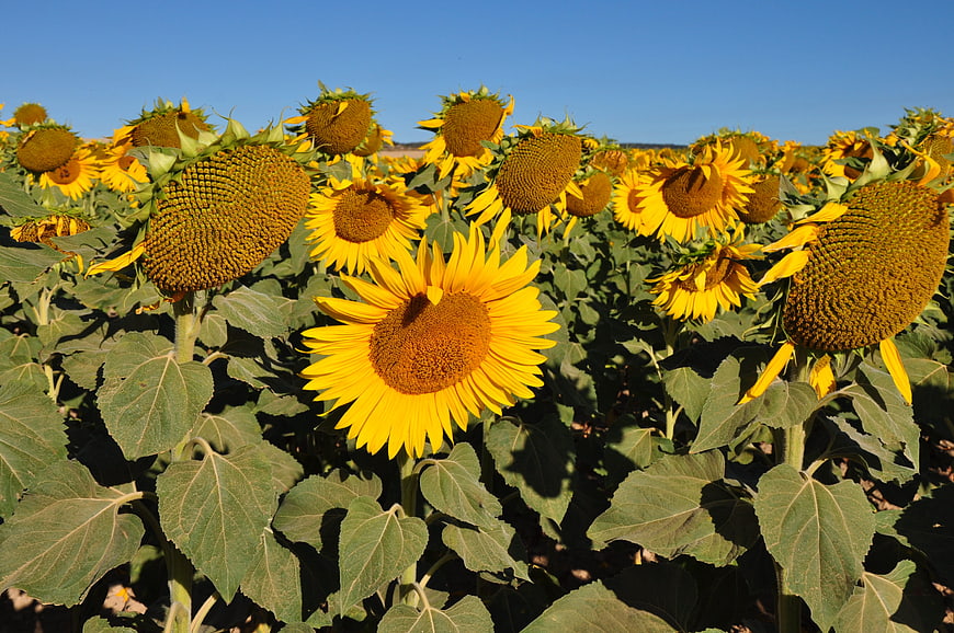 Vibrant Sunflower Field Under Clear Blue Sky