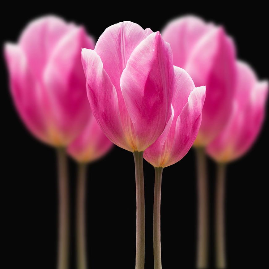 Pink Tulips on Black Background