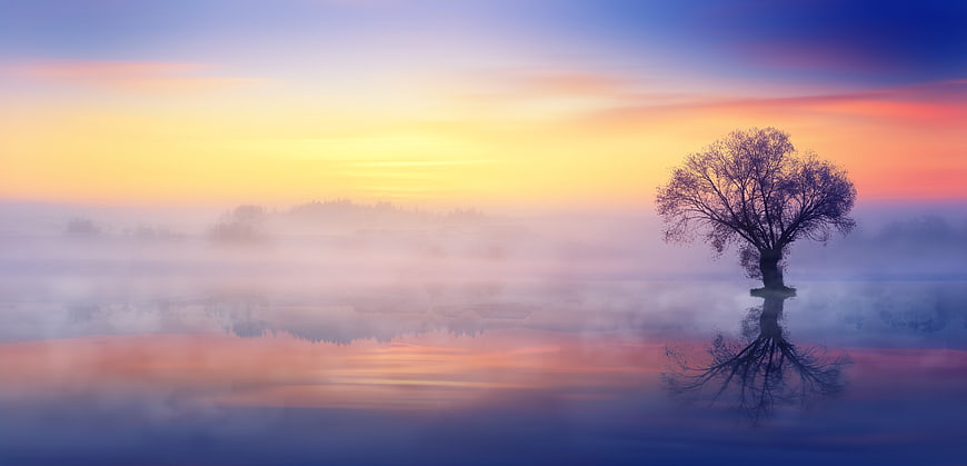 Solitary Tree Silhouette in Misty Sunrise Landscape