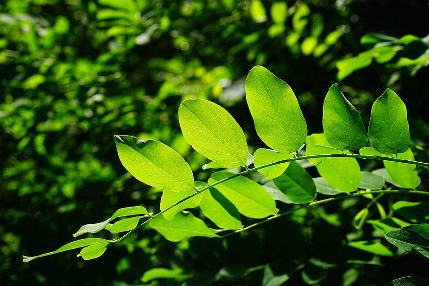 Backlit Green Robinia Leaves in Summer Sunlight