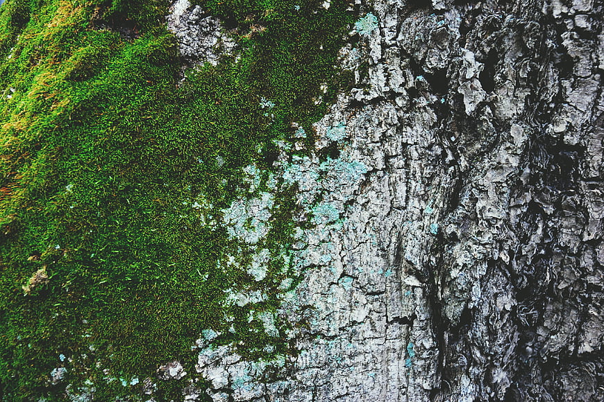Close-up of vibrant green moss growing on textured tree bark