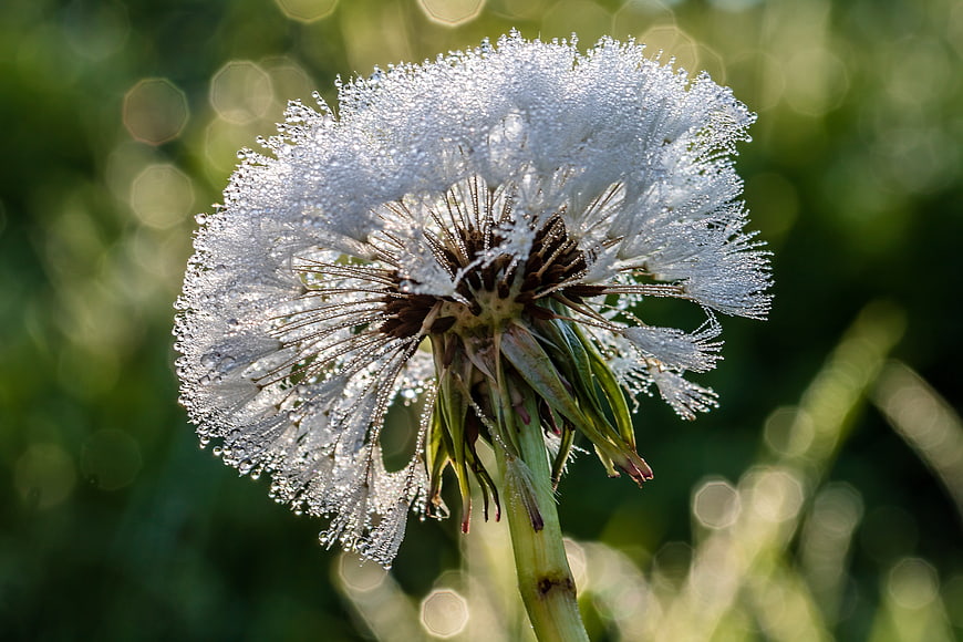 Dew-covered dandelion clock close-up with sparkling water droplets on a green background