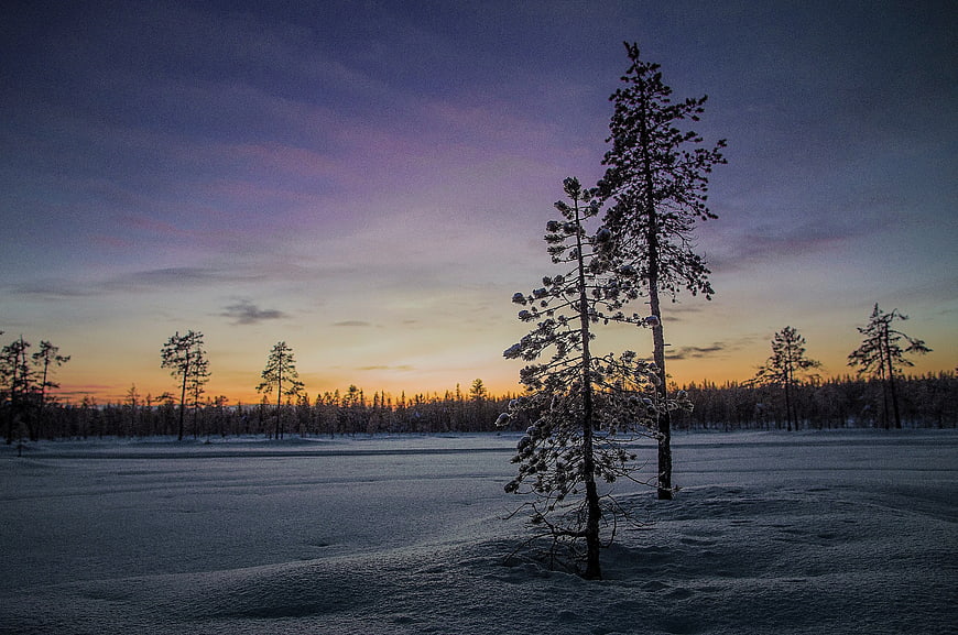 Snowy Pine Trees in Winter Landscape at Sunset