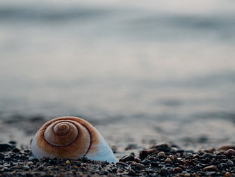 Close-up of a spiral seashell on a pebble beach with blurred ocean background