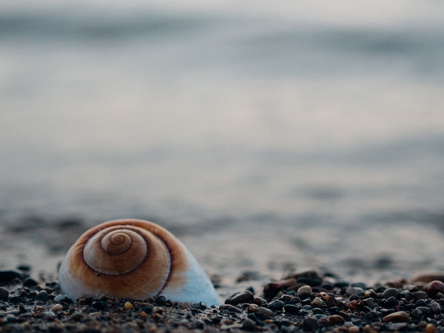 Close-up of a spiral seashell on a pebble beach with blurred ocean background