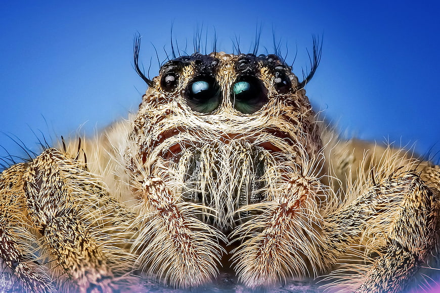 Extreme Macro Close-up of Hairy Spider Face