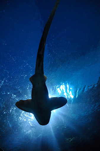 Silhouette of Hammerhead Shark Swimming Underwater