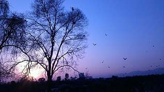 Silhouette of bare tree with birds against purple sunset sky