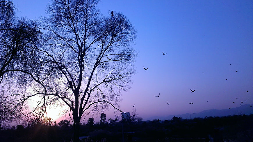 Silhouette of bare tree with birds against purple sunset sky