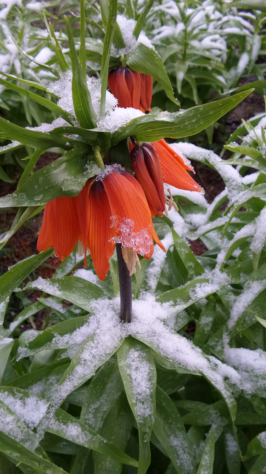 Orange Fritillaria Imperialis Flowers Covered in Snow