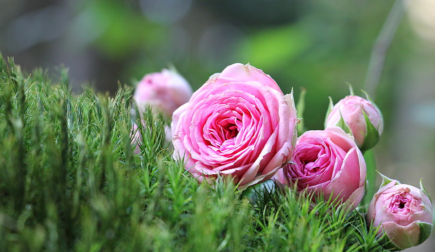 Pink Roses Blooming in Green Moss Garden