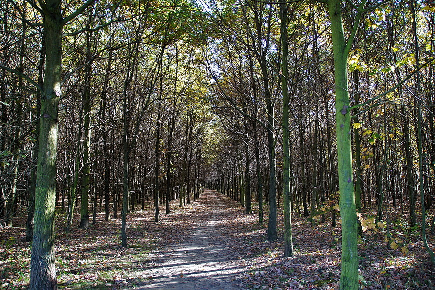 Sunlit Forest Path in Autumn with Tall Trees