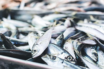 Fresh sardines and mackerel at a fish market