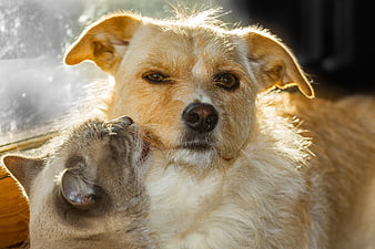 Close-up of a dog and cat cuddling together in warm sunlight