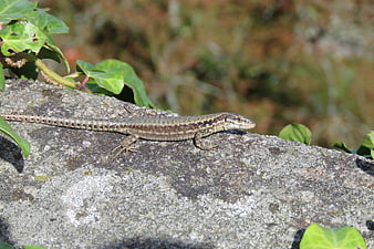 Green Lizard Resting on a Rock in Nature