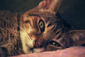 Close-up of a brown tabby cat resting on a pink blanket