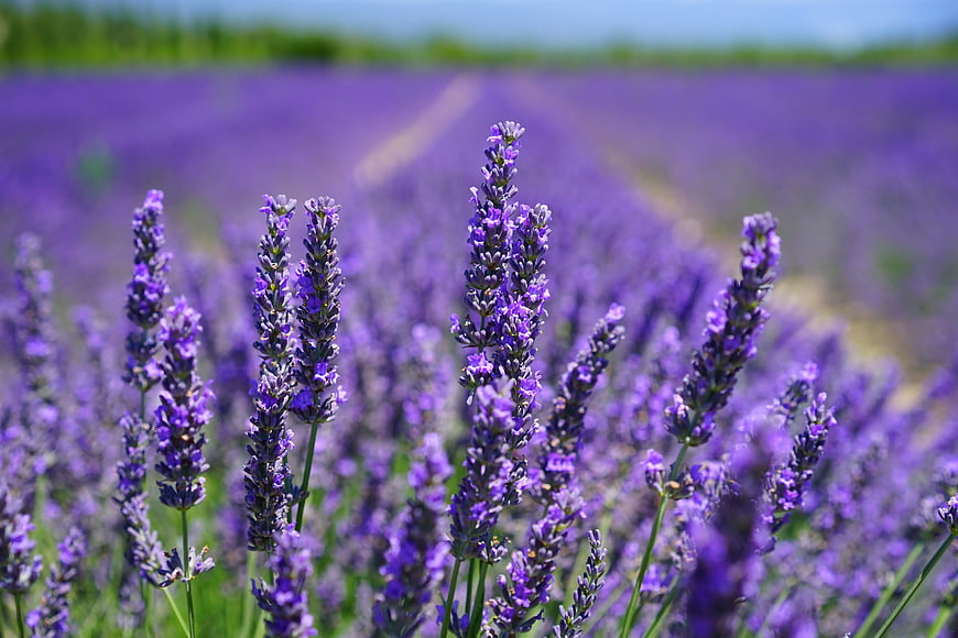 Close-up of blooming lavender flowers in a sunny field