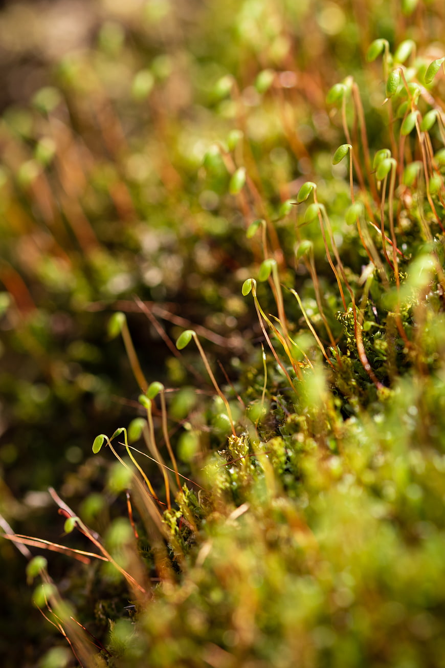 Macro Close-Up of Green Moss Spore Caps in Nature