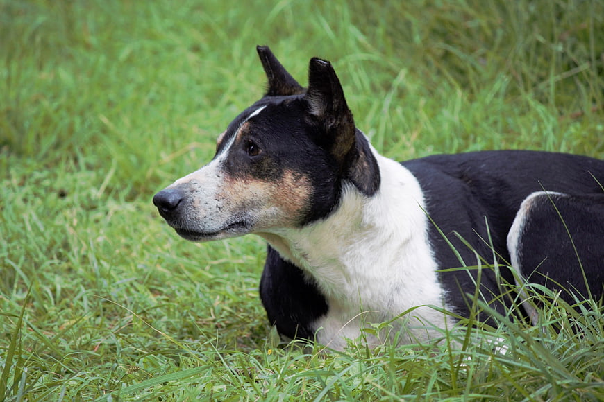Black and white dog resting in green grass