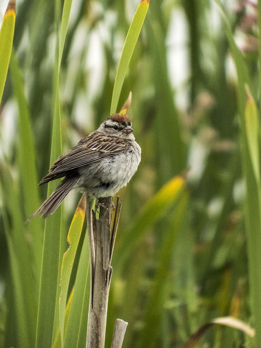 Chipping Sparrow Perched on Cattail Stalk in Wetlands