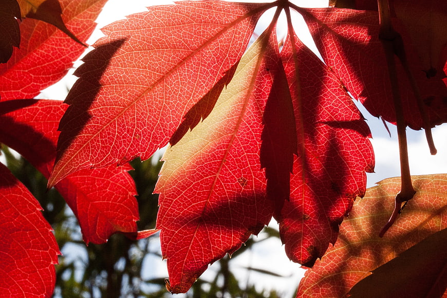 Close-up of vibrant red autumn leaves backlit by sunlight
